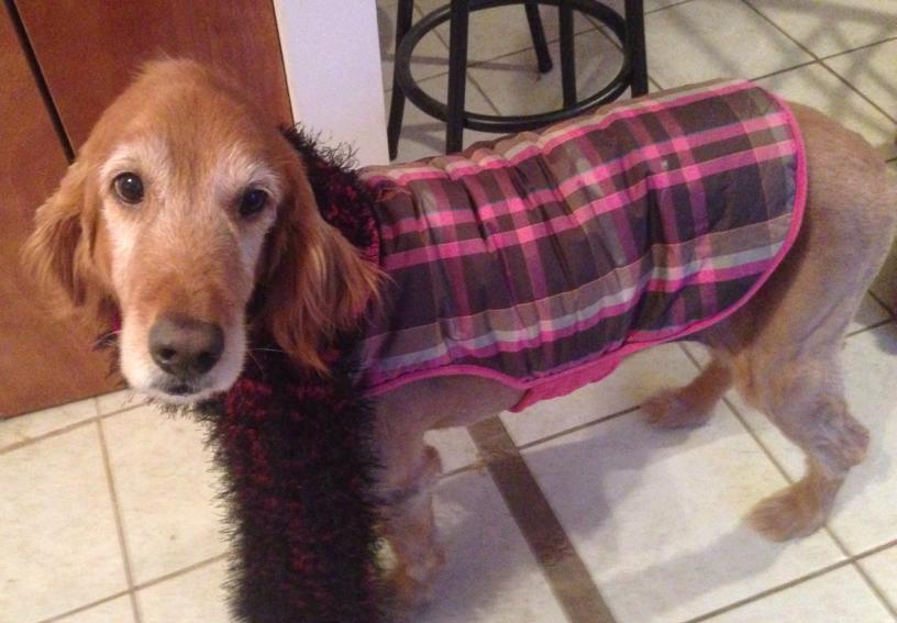 The Animal House Buzzards Bay, MA Our Animals